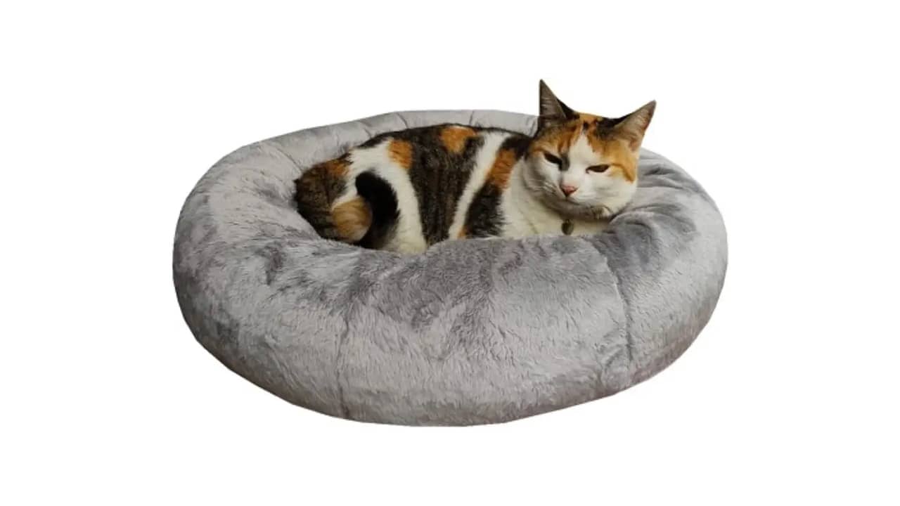 Melhor Cama para Gato: As 10 Mais Confortáveis e Aconchegantes