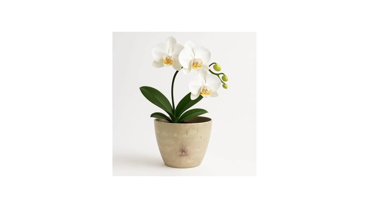 Melhor Vaso para Orquídea: Decoração e Funcionalidade